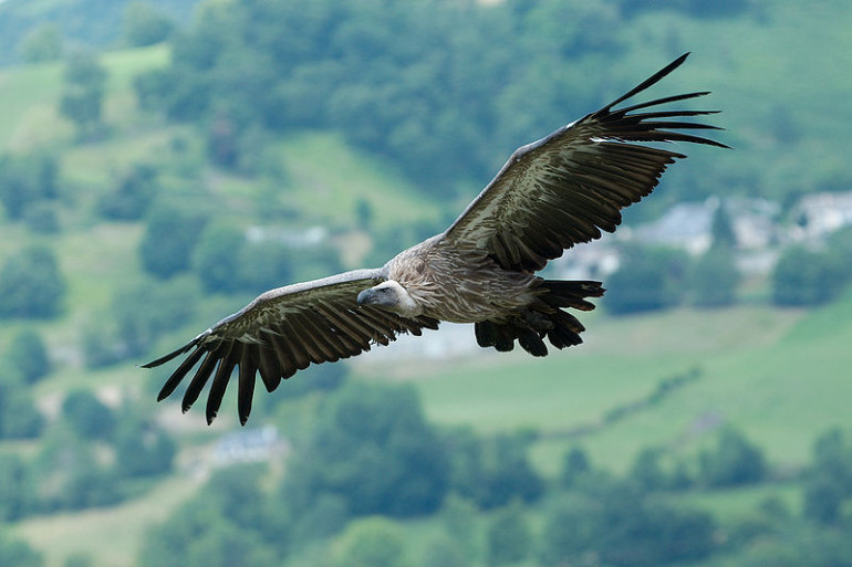 03-800px-Gyps_fulvus_1_Luc_Viatour