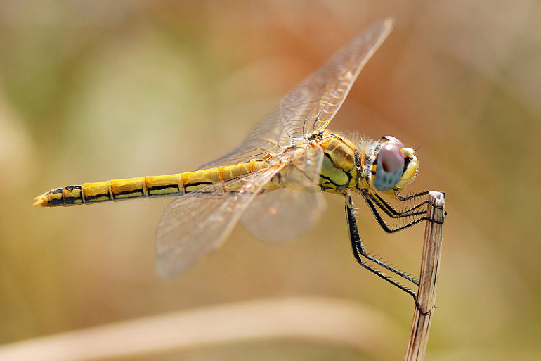 09-800px-Darter_August_2007-22_edit