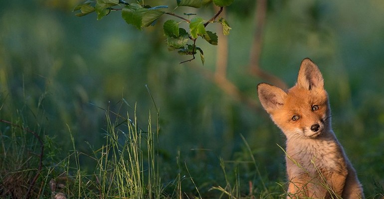 Uudishimulik rebasekutsikas tõi Eesti fotograafile National Geographic päevafoto tunnustuse